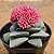 Crassula morgans beauty - Imagem 1