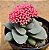 Crassula morgans beauty - Imagem 2