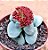 Crassula morgans beauty - Imagem 2