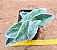 Tradescantia sillamontana - teia de aranha - Imagem 1