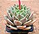 Echeveria julieta - Imagem 2