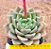 Echeveria julieta - Imagem 1
