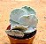 Cotyledon undulata - Imagem 2