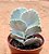 Cotyledon undulata - Imagem 2