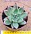 Echeveria honey pink - Imagem 1