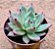 Echeveria honey pink - Imagem 2