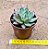 Echeveria honey pink - Imagem 3