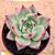 Echeveria honey pink - Imagem 1