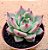 Echeveria honey pink - Imagem 2