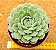 Echeveria red hole - Imagem 1