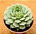 Echeveria red hole - Imagem 2