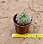 Echeveria red hole - Imagem 3