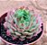Echeveria red hole - Imagem 2