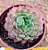 Echeveria red hole - Imagem 1