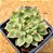 Echeveria mebina - Imagem 1