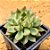 Echeveria mebina - Imagem 2