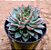 Echeveria mebina - Imagem 2