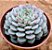 Echeveria minima white - Imagem 2
