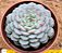 Echeveria minima white - Imagem 1