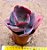 Echeveria gibiflora bumps - Imagem 2