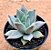 Echeveria compassion - Imagem 1