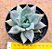 Echeveria compassion - Imagem 3