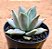 Echeveria compassion - Imagem 2