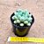 Echeveria candy bean - Imagem 3