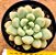 Echeveria candy bean - Imagem 1