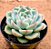 Echeveria cristal rose - Imagem 2