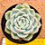 Echeveria cristal rose - Imagem 1