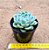 Echeveria cristal rose - Imagem 3