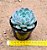 Echeveria ace soul - Imagem 3