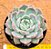 Echeveria ace soul - Imagem 1