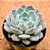 Echeveria ace soul - Imagem 2