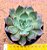 Echeveria vertix rubrae - Imagem 1