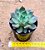 Echeveria vertix rubrae - Imagem 3
