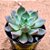 Echeveria vertix rubrae - Imagem 2