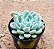 Echeveria Elsa - Imagem 3