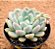 Echeveria Elsa - Imagem 2