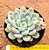 Echeveria Elsa - Imagem 1
