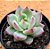 Echeveria blood parrot - Imagem 2
