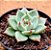 Echeveria Mercury - Imagem 2