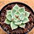 Echeveria Mercury - Imagem 1