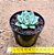Echeveria Mercury - Imagem 3