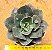 Echeveria meteor shower - Imagem 1