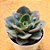 Echeveria meteor shower - Imagem 2