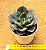 Echeveria meteor shower - Imagem 3