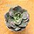 Echeveria meteor shower - Imagem 5