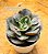 Echeveria meteor shower - Imagem 6
